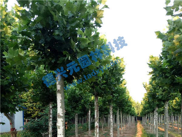 �c���鿴Ԕ����Ϣ���}����ͩ ��x�Δ���2523