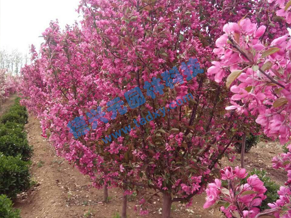 �c���鿴Ԕ����Ϣ���}���k������ ��x�Δ���2342